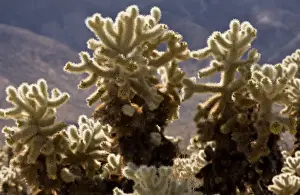 Cholla Prints: Picture No. 10890372