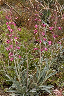 Images Dated 15th February 2012: Picture No. 10890394