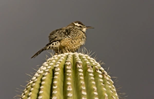 Images Dated 15th February 2012: Picture No. 10890395