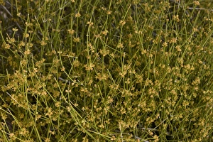 Images Dated 16th February 2012: Picture No. 10890397