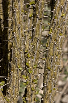 Images Dated 16th February 2012: Picture No. 10890398
