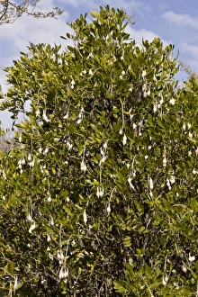 Images Dated 16th February 2012: Picture No. 10890399