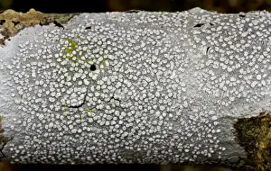 Lichen Prints: Picture No. 10890436