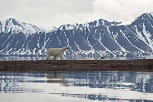 Ursus Prints: Picture No. 10890464