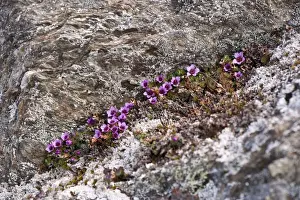 Saxifraga Prints: Picture No. 10890466