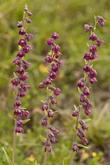 Epipactis Prints: Picture No. 10890471