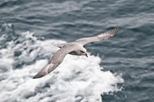 Fulmar Collection: Picture No. 10890478