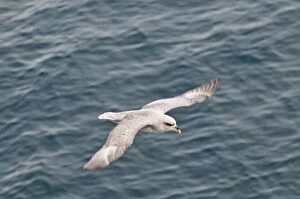 Fulmar Collection: Picture No. 10890479