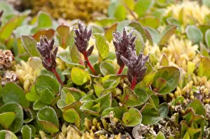 Salix Prints: Picture No. 10890483