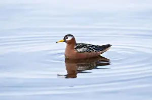 Phalarope Prints: Picture No. 10890499