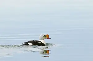 Eider Prints: Picture No. 10890508
