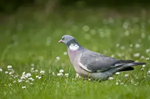 Columba Prints: Picture No. 10890526