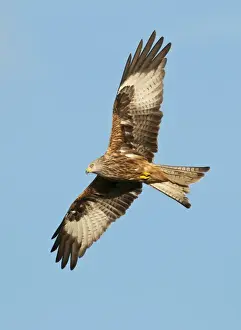 Kite Prints: Picture No. 10890533