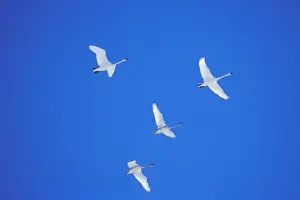 Cygnus Prints: Picture No. 10890557