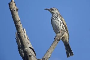 Honeyeater Collection: Picture No. 10890593
