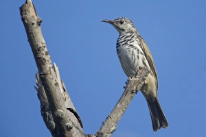 Honeyeater Collection: Picture No. 10890593