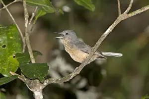 Thrush Prints: Picture No. 10890603