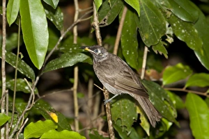 Honeyeater Collection: Picture No. 10890604