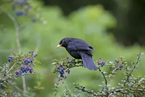 Turdus Prints: Picture No. 10890611