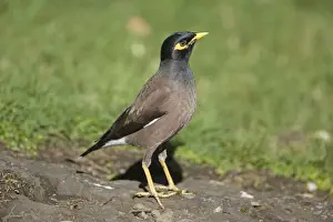 Myna Prints: Picture No. 10890612