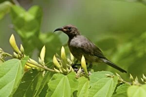 Honeyeater Collection: Picture No. 10890614