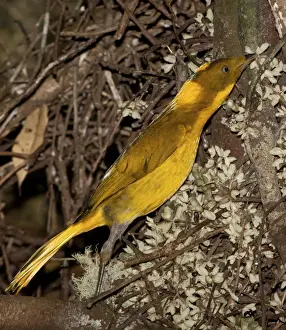 Bower Prints: Picture No. 10890624
