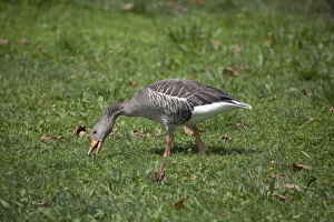 Images Dated 30th June 2011: Picture No. 10890630