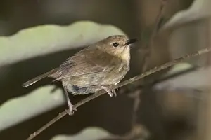 Scrubwren Prints: Picture No. 10890635