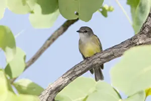 Flycatcher Prints: Picture No. 10890636