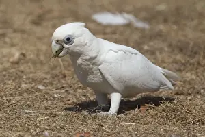 Cacatua Prints: Picture No. 10890642