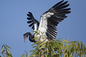 Images Dated 29th September 2011: Picture No. 10890647