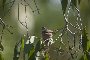 Fantail Prints: Picture No. 10890652
