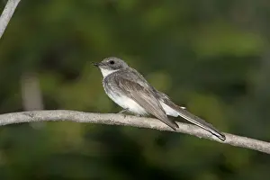 Fantail Prints: Picture No. 10890653