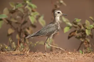 Plover Prints: Picture No. 10890655