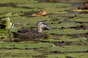 Waterlilies Prints: Picture No. 10890656