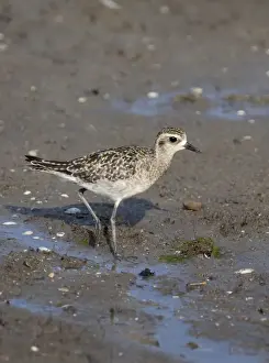 Plover Prints: Picture No. 10890657