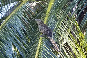 Coucal Prints: Picture No. 10890663
