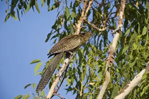 Coucal Prints: Picture No. 10890664