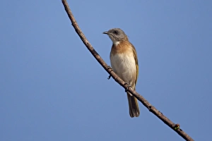 Honeyeater Collection: Picture No. 10890674