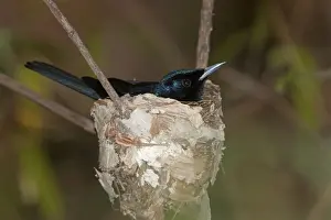 Flycatcher Prints: Picture No. 10890677