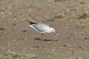 Chroicocephalus Prints: Picture No. 10890678