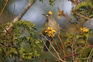 Honeyeater Collection: Picture No. 10890689