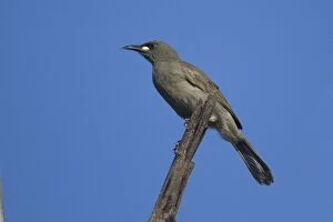 Honeyeater Collection: Picture No. 10890690