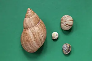 Snail Prints: Picture No. 10890768