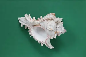 Picture No. 10890769