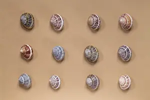 Snail Prints: Picture No. 10890770