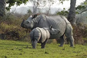 Kaziranga Prints: Picture No. 10890784