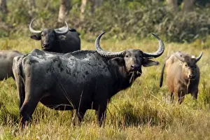 Buffalos Prints: Picture No. 10890794