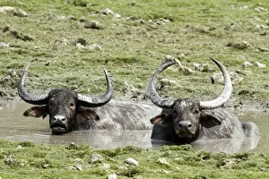 Buffalos Prints: Picture No. 10890798