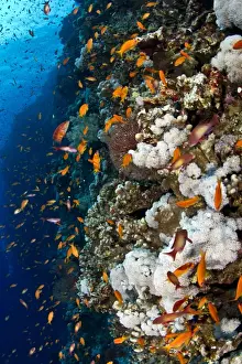 Anthias Prints: Picture No. 10890812